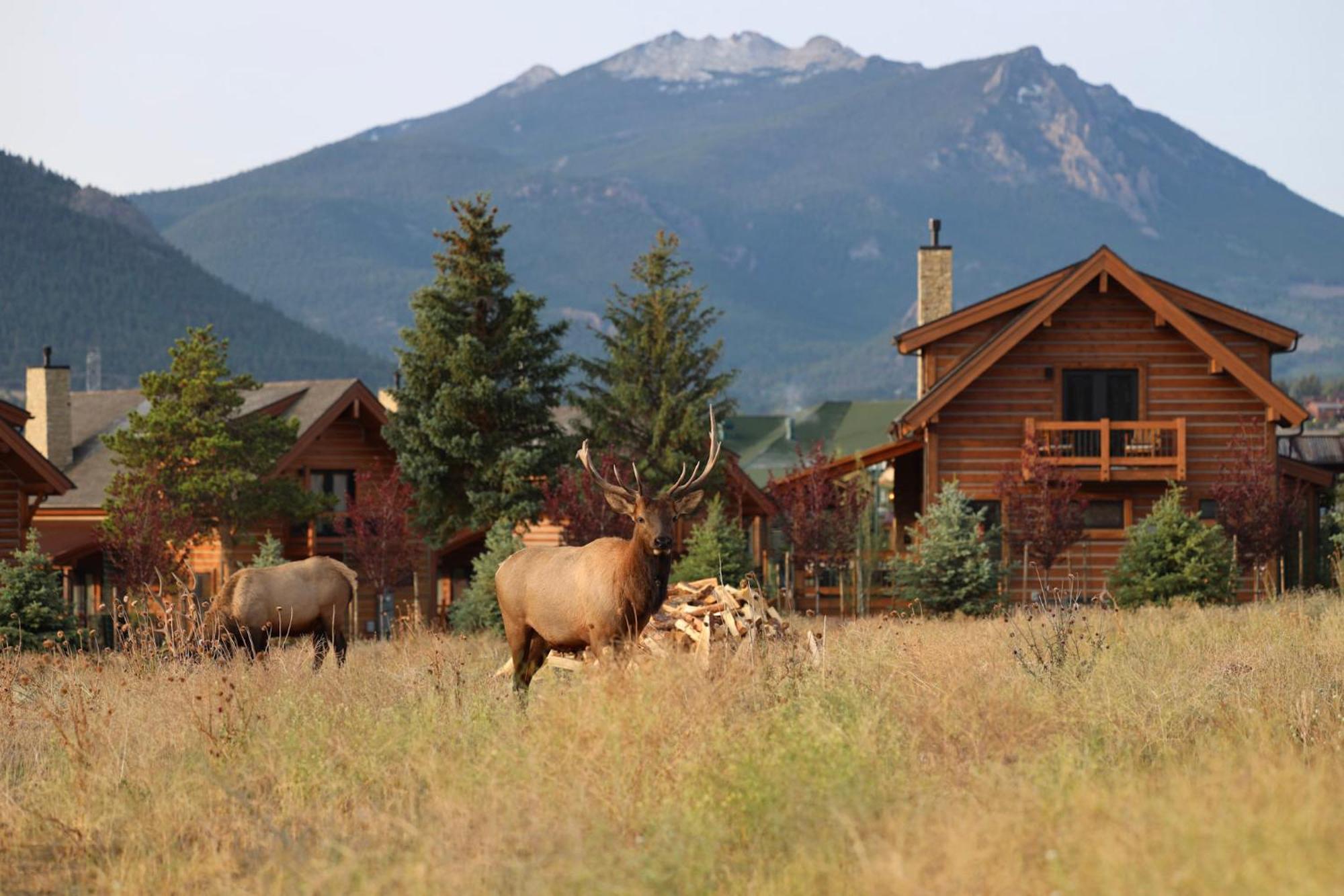 Chic Retreat Indoor Outdoor Fireplace, Private Jacuzzi, Great Location! Estes Park Exterior foto